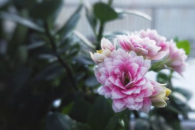 Close-up of pink flowering plant