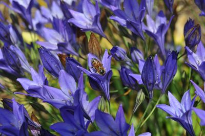 Full frame shot of purple flowers