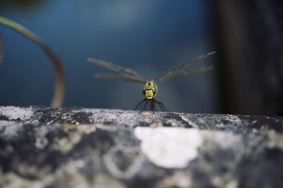 Close-up of insect