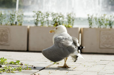 Close-up of seagull perching on retaining wall