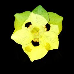 Close-up of flower over black background