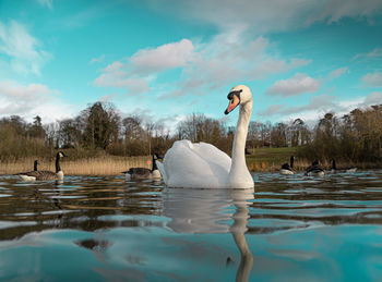 Swans swimming in lake against sky