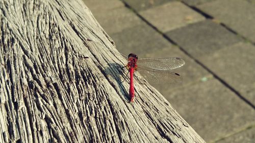 High angle view of dragonfly