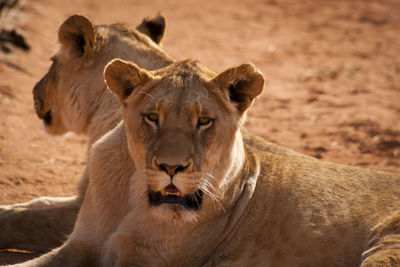 Portrait of a lion