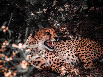 Cheetah relaxing in forest