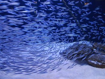 Close-up of fish swimming in water