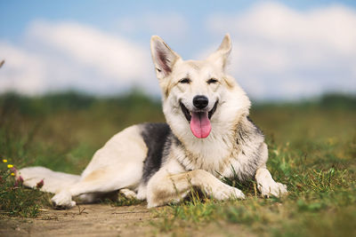 Portrait of a dog lying on field