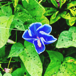 Close-up of purple blue flower