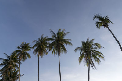 Low angle view of palm trees against sky