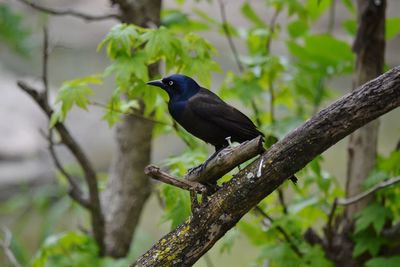 Close-up of bird perching on tree