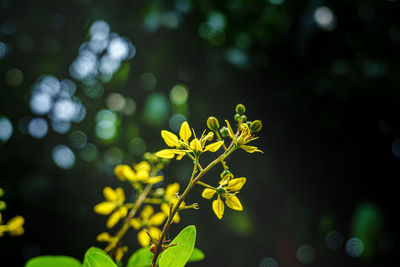 Close-up of yellow flowering plant