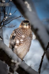 Close-up of bird perching on branch