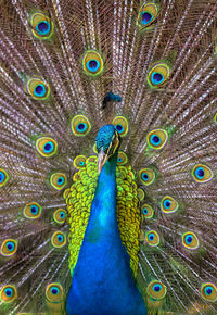 peacock