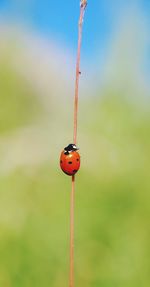 Close-up of red object