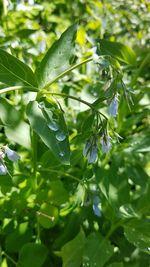 Close-up of fresh green leaves