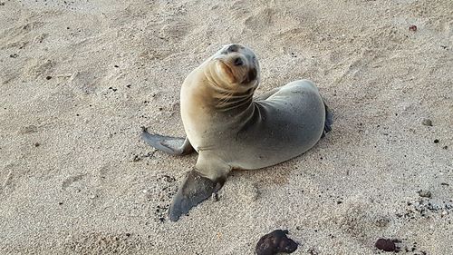 Close-up of sea lion on sand at beach