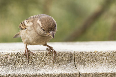 Close-up of sparrow on retaining wall