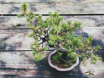 High angle view of potted plants on table