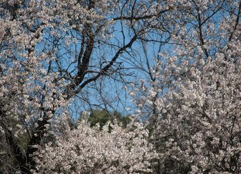 Flowers blooming on tree