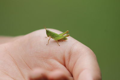 Close-up of insect on hand