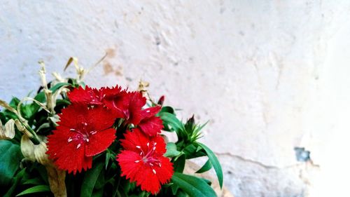 Close-up of red flowers blooming outdoors