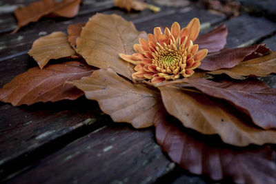 Close-up of flower growing on autumn leaves