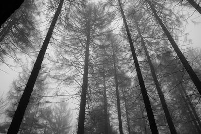 Low angle view of trees in forest