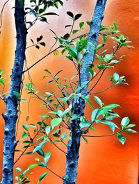 Close-up of orange tree against wall