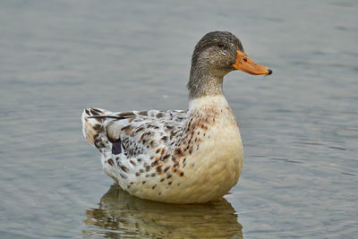 Duck swim on lake