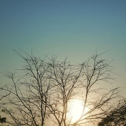 Silhouette tree against clear sky during sunset