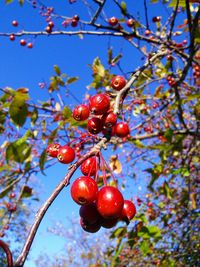 Low angle view of cherries on tree against sky