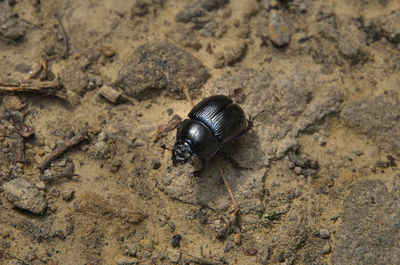 dung beetle