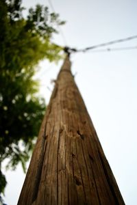 Low angle view of tree trunk against sky