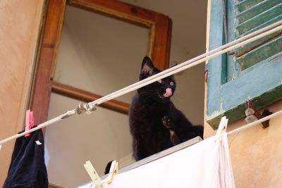 Low angle view of cat hanging on window of building