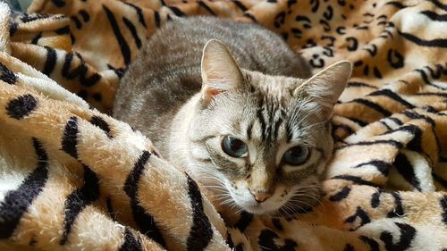 Close-up of a kitten