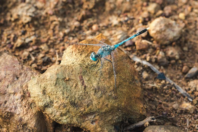 Close-up of insect on rock