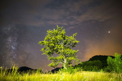 Tree on field against sky at night