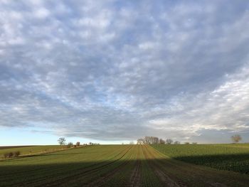 Scenic view of agricultural field against sky