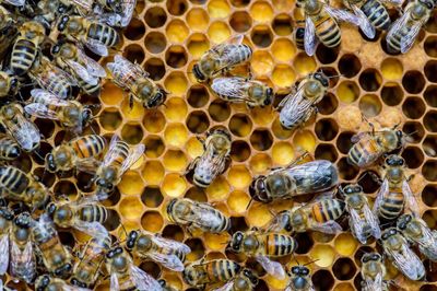 Close-up of bee on water