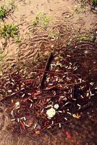 Close-up of leaves in water