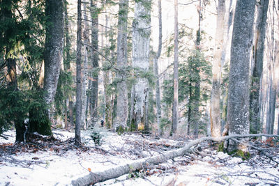 Pine trees in forest during winter