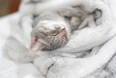 Close-up of cat sleeping