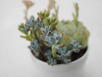 Close-up of potted plant against white background