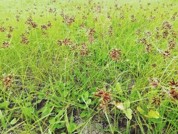 High angle view of plants growing on field