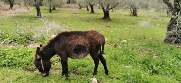 Sheep grazing in a field