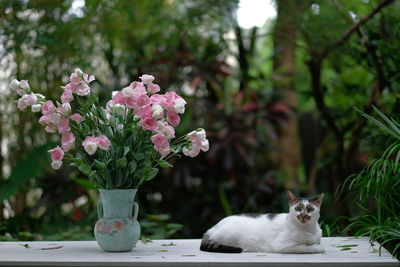 View of cat on flower vase
