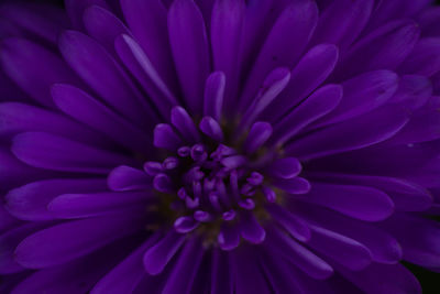 Close-up of purple dahlia