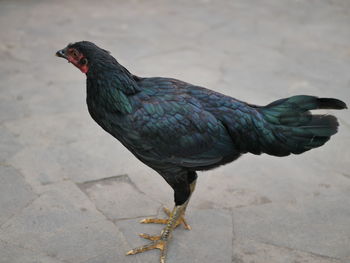 Close-up of bird looking away
