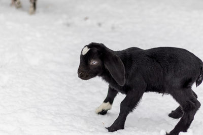 Black dog on snow covered land