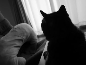 Close-up of cat resting at home